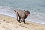 CANE CORSO 256